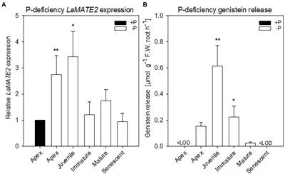 Identification of an Isoflavonoid Transporter Required for the Nodule Establishment of the Rhizobium-Fabaceae Symbiotic Interaction